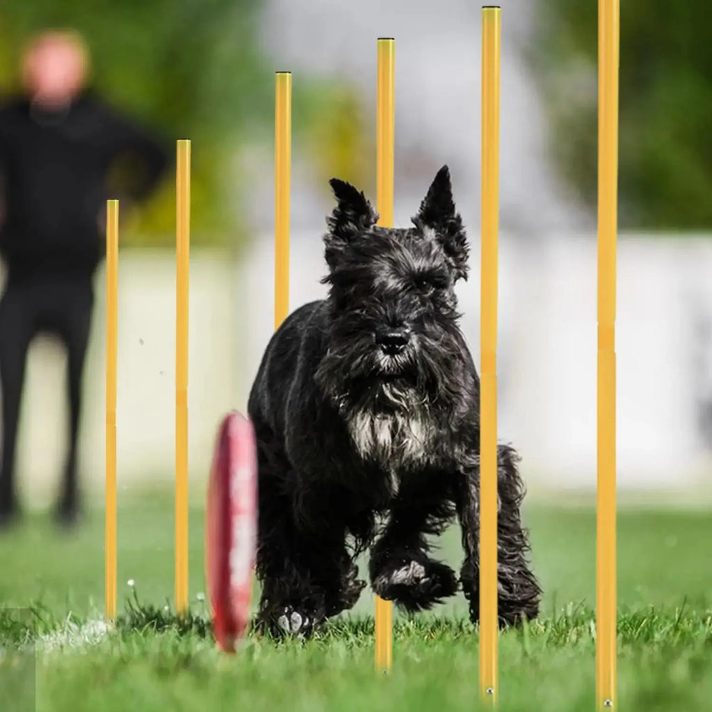 Dog Agility Training Equipment Portable Dog Jumping Tool Outdoor Dogs Running Stake Sports Stakes Pole Pet Agility Equipment Set