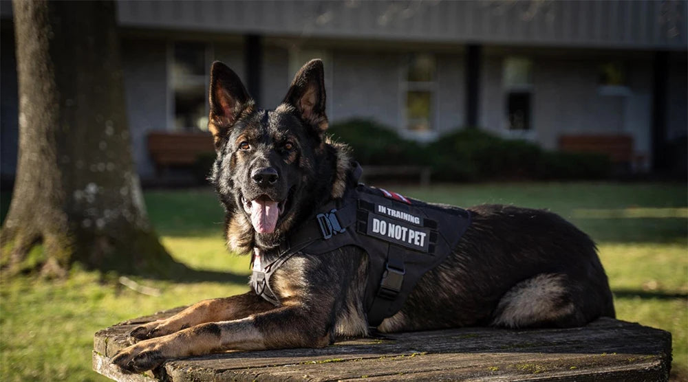 Military Large Dog Harness Pet German Shepherd Malinois Training Vest Tactical Medium Dog Harnesses Hunting For Dogs Accessories